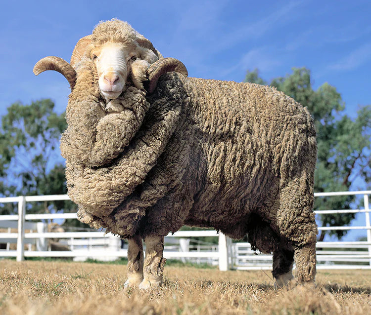 Merino vlna: Mýty, péče a proč ji zvolit