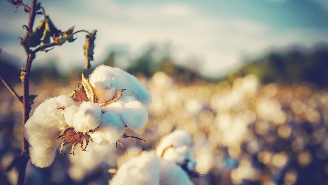 Proč nosit trička z bio bavlny?