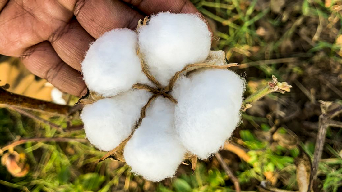 Bio bavlna a její benefity